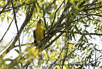 AAKVDH 0662 Pheucticus chrysopeplus.JPG