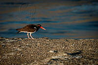 IDG Nat 0033 Haematopus palliatus.jpg