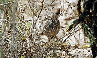 JIGP0011 Callipepla squamata.jpg