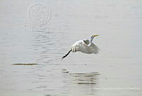 MASM07429 Ardea alba.jpg