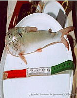 JMHS0004 Ariopsis felis.jpg