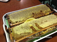 ZG017 0020 Apis melifera.jpg