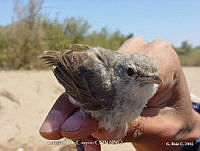 GRC0049 Vireo belli.jpg