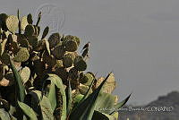 PRB0075 Zenaida macroura.jpg