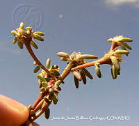JJBC0424 Portulaca pilosa.JPG