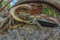 OAO0333 Cardisoma guanhumi.jpg