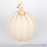 IMDOC2945 Cucurbita pepo.jpg