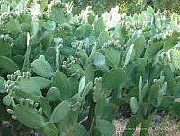 EL0028 Opuntia sp..jpg