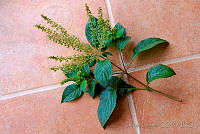 JL0017 Plantae.jpg