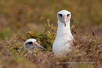 JRRO0500 Phoebastria immutabilis.jpg