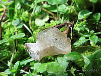 MCS158 Fungi.JPG