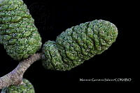Zongo 2334 Alnus acuminata Kunth.jpg