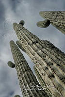 IMDOC 4777 Cephalocereus tetetzo.jpg
