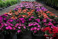 IMDOC 5819 Impatiens hawkerie.jpg