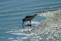 MGaves 1417 Calidris mauri.jpg