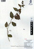 YPH0034 Acalypha infesta.jpg
