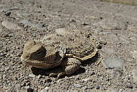 LPO01 Phrynosoma hernandesi.jpg