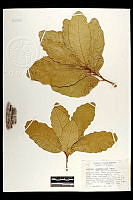 102082 Quercus tuberculata.jpg