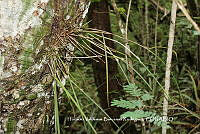 HVBR0085 Brassavola cucullata.JPG