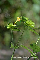 RRR0648 Mirabilis jalapa.jpg
