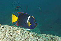 CNS1103 Holacanthus passer.jpg