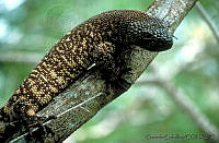 GC0082 Heloderma horridum.jpg