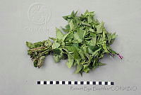 RBB0324 Agastache palmeri.jpg