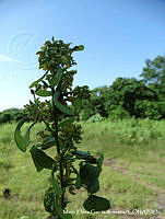 MEGA 0055 Nissolia fruticosa.JPG