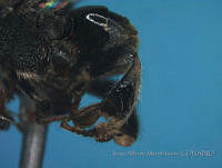 JAMR1287 Nannotrigona perilampoides.jpg