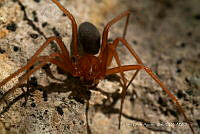 JCAD 014 Loxosceles yucatana.jpg