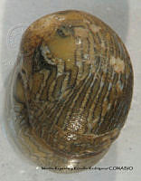 MRyRR374 Theodoxus luteofasciatus.jpg