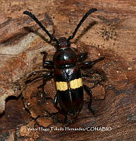 VHTH004 Lissonotus flavocinctus.JPG