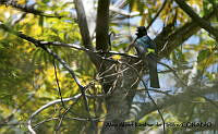 AAKVDH 0543 Trogon citreolus.JPG