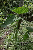 IMDOC4010 Colocasia esculenta.jpg