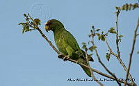 AAKVDH 0131 Amazona albifrons.JPG