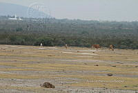 QE005 0096 Cynomys mexicanus.jpg