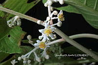 ME010 JA 00641 Saurauia.JPG