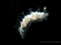 CMGV0103 Tritonia pickensi.jpg