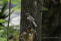 JRRO0171 Toxostoma curvirostre.jpg
