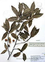 SVA0006 Quercus furfuracea.JPG