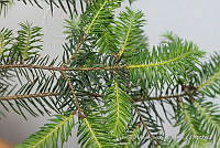 IMDOC 4826 Abies religiosa.jpg