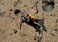 FN005 9 186 Tubuca coarctata.jpg