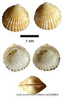KT014 0394 Tucetona multicostata.JPG