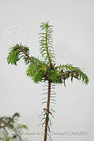 IMDOC 4815 Abies religiosa.jpg