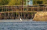 FBA0986 Ardea alba.jpg