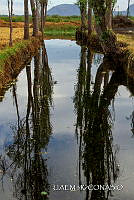3R 01404 Reflejo de Salix bonplandiana.jpg