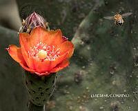 3R 01039 Opuntia tomentosa.tif