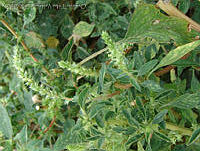 OTV0438 Amaranthus hybridus.jpg