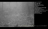 FJBL0137 Passeriformes.jpg