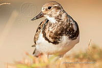 JRRO0524 Arenaria interpres.jpg